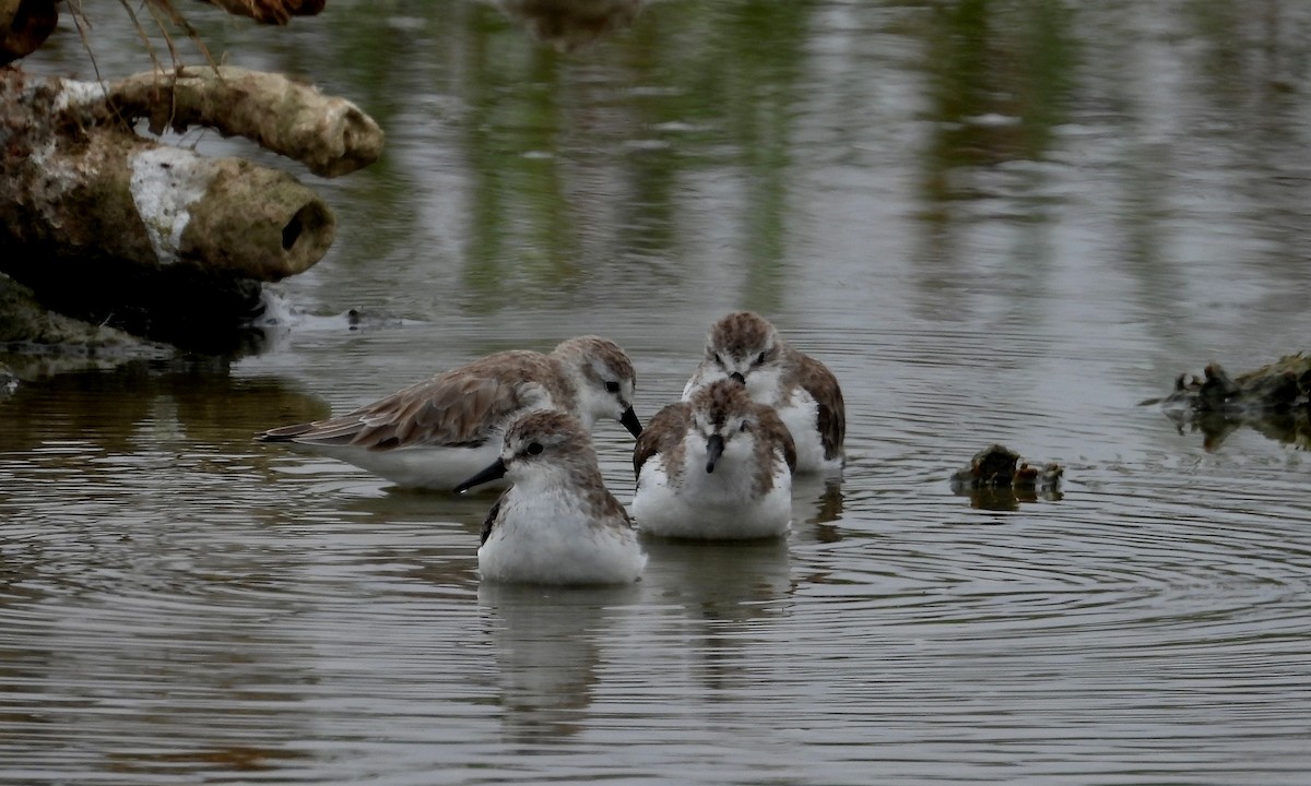Semipalmated Sandpiper - ML646666936