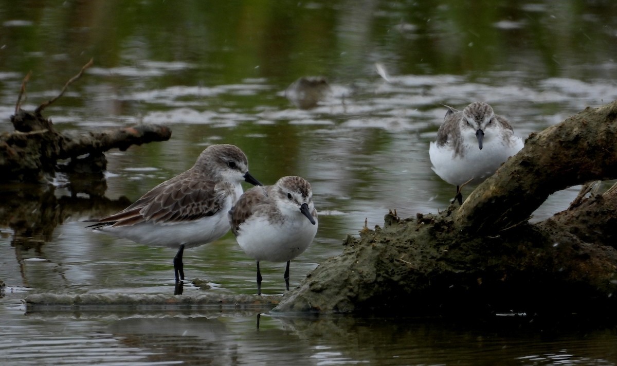 Semipalmated Sandpiper - ML646666937
