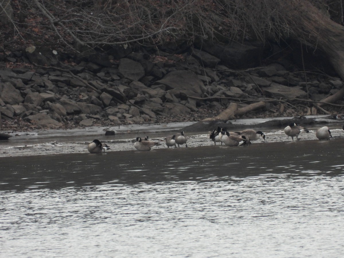 Oca canadese maggiore - ML646666938