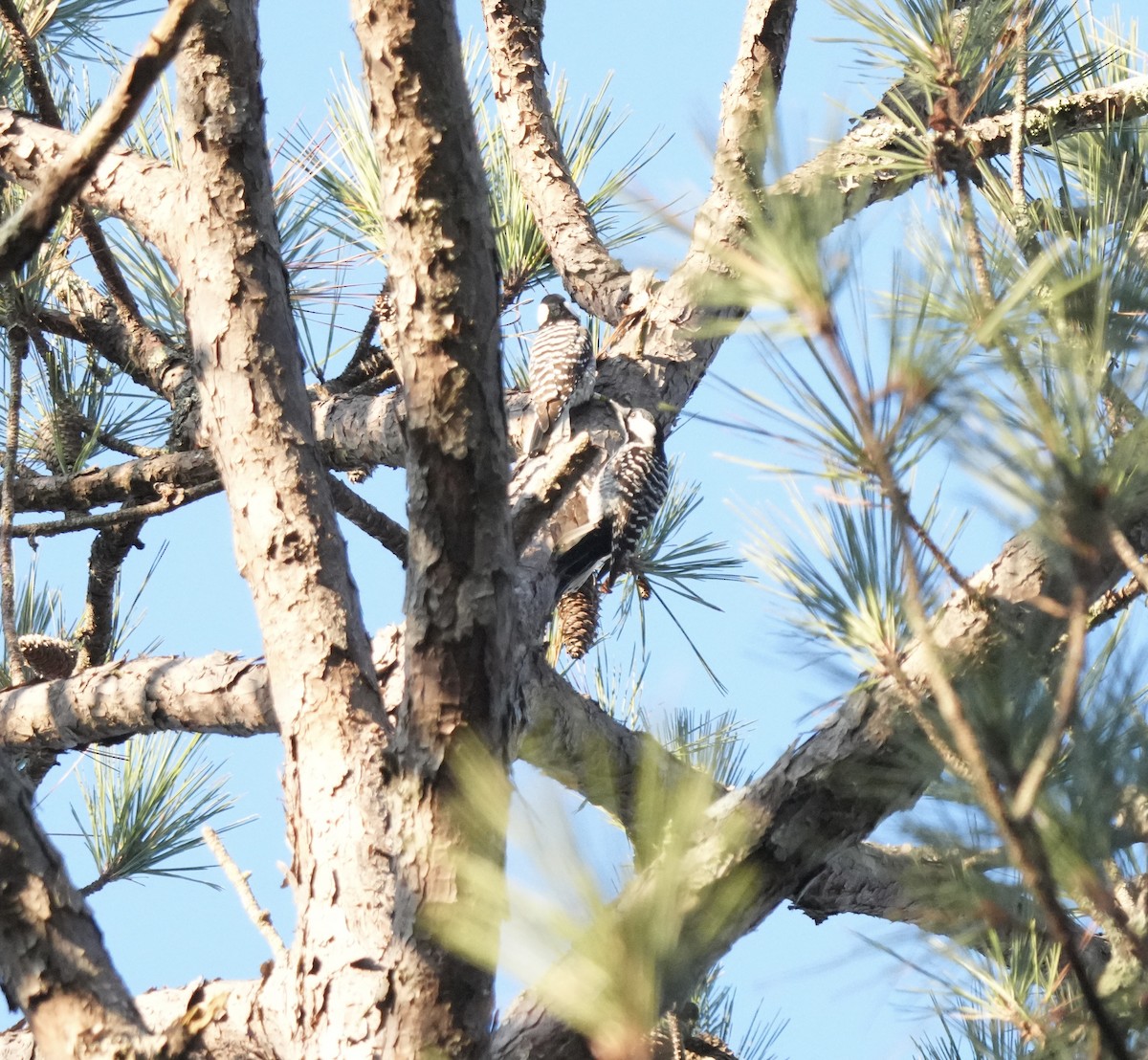Red-cockaded Woodpecker - ML646666941