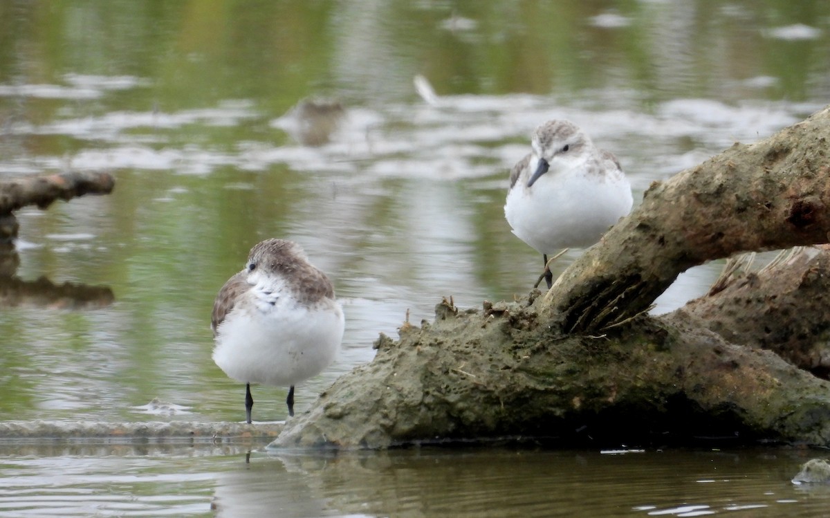 Semipalmated Sandpiper - ML646666944