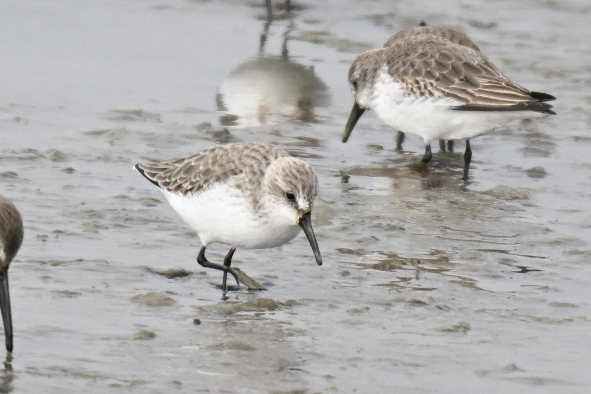 Gambecchio dell'Alaska - ML646666946