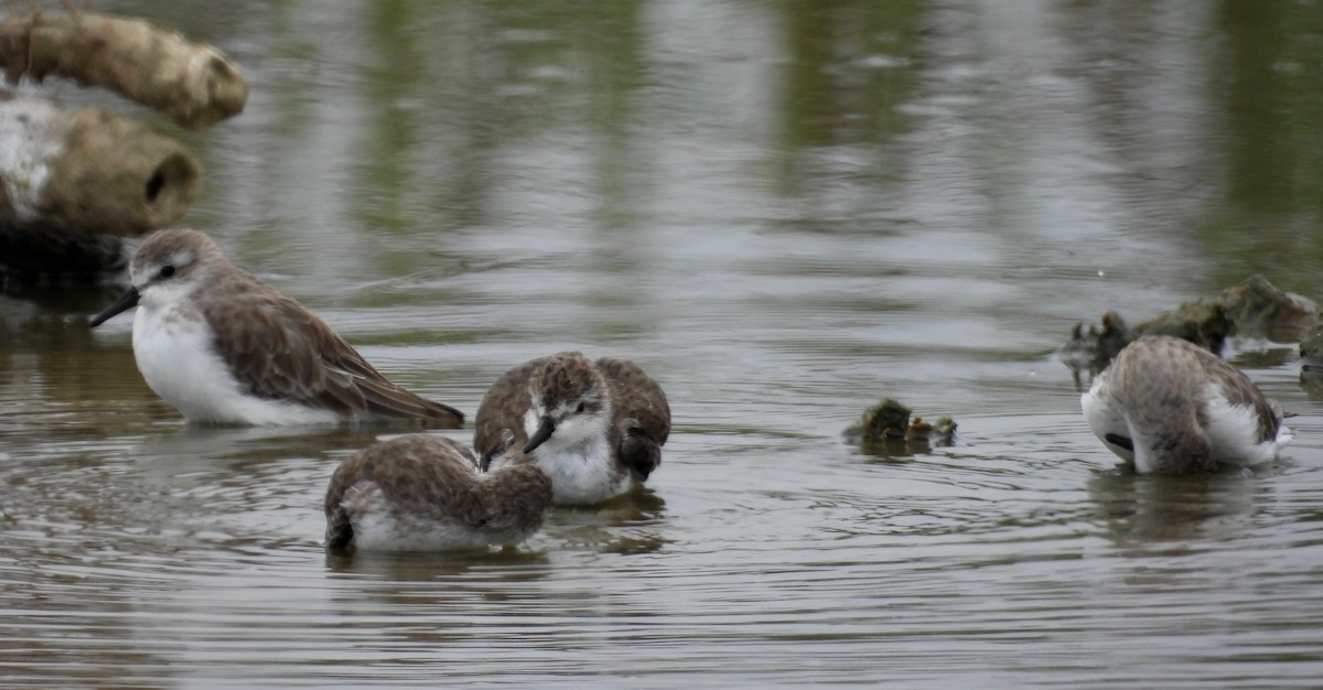Semipalmated Sandpiper - ML646666956