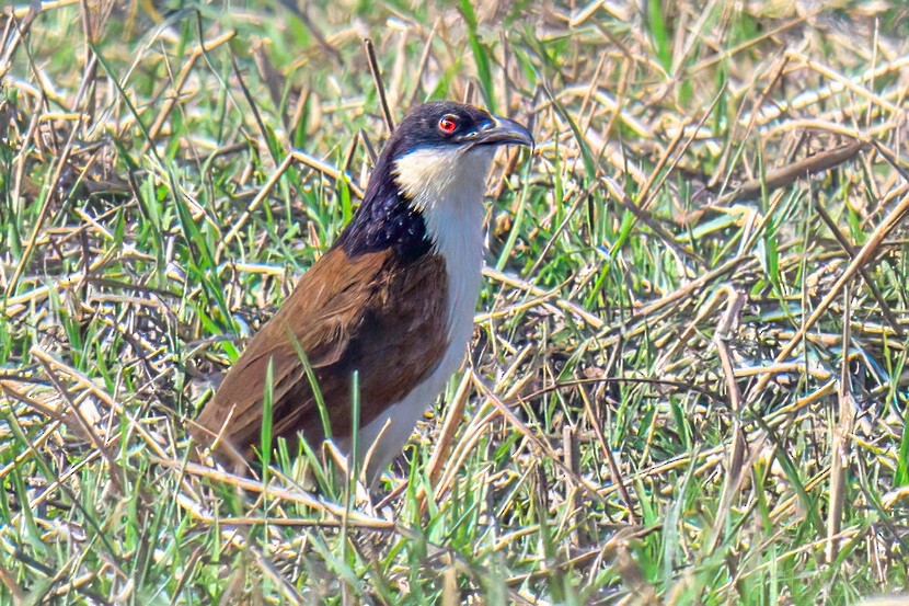 Coppery-tailed Coucal - ML646666957