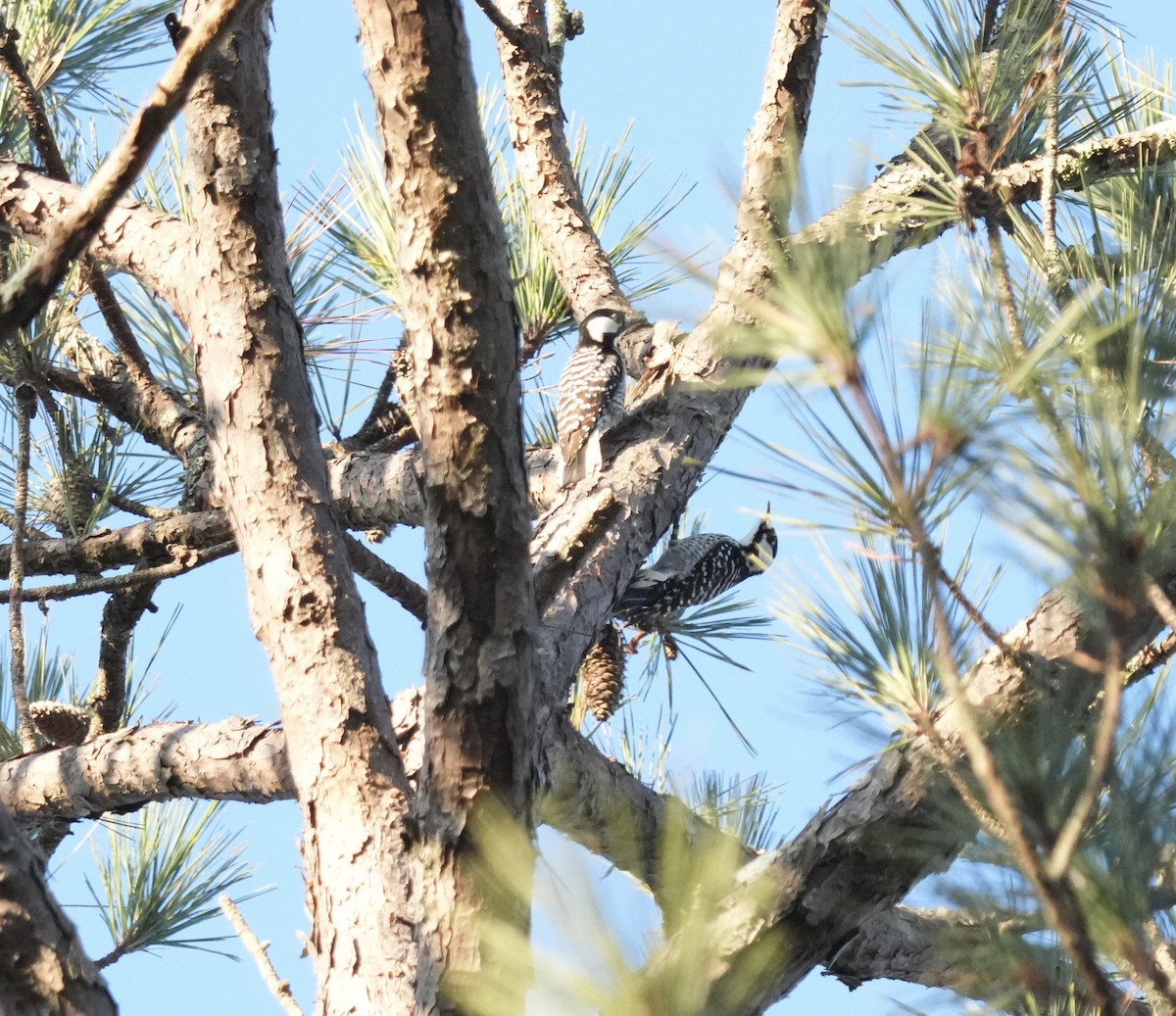 Red-cockaded Woodpecker - ML646666958