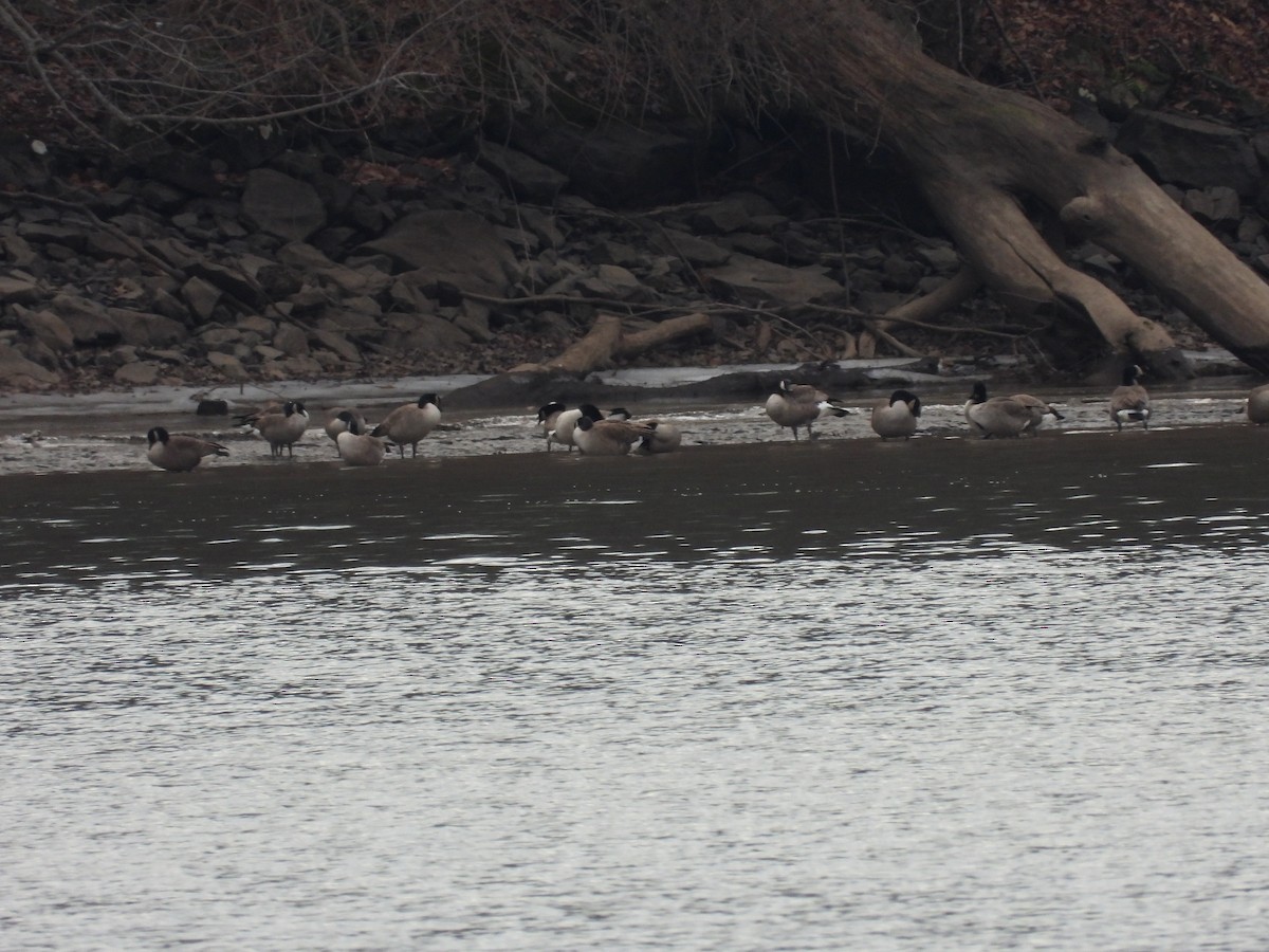 Oca canadese maggiore - ML646666959