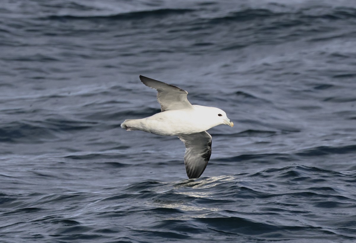 Fulmar boréal - ML646666960