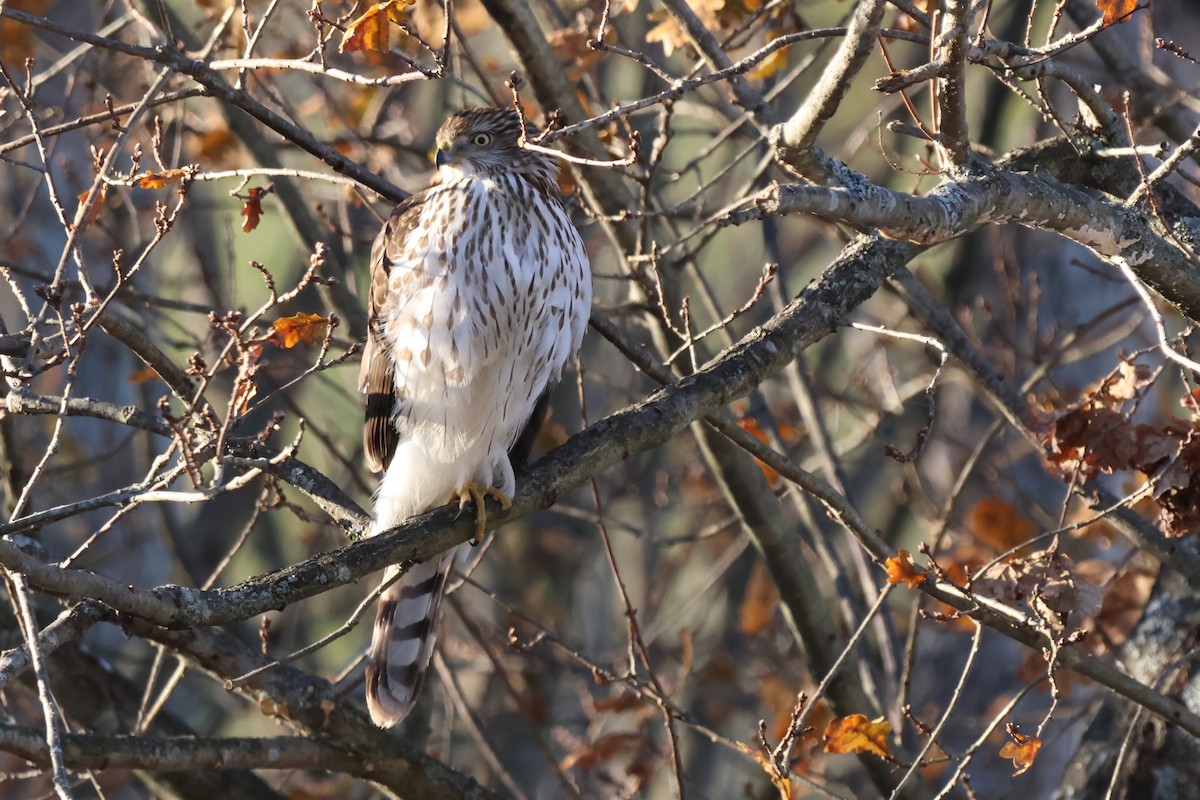 Gavilán de Cooper - ML646666962