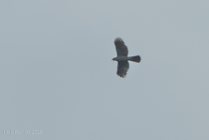 Azor Malgache - ML646666963