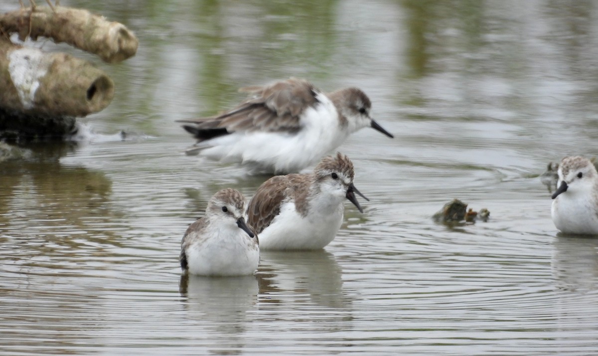 Semipalmated Sandpiper - ML646666964