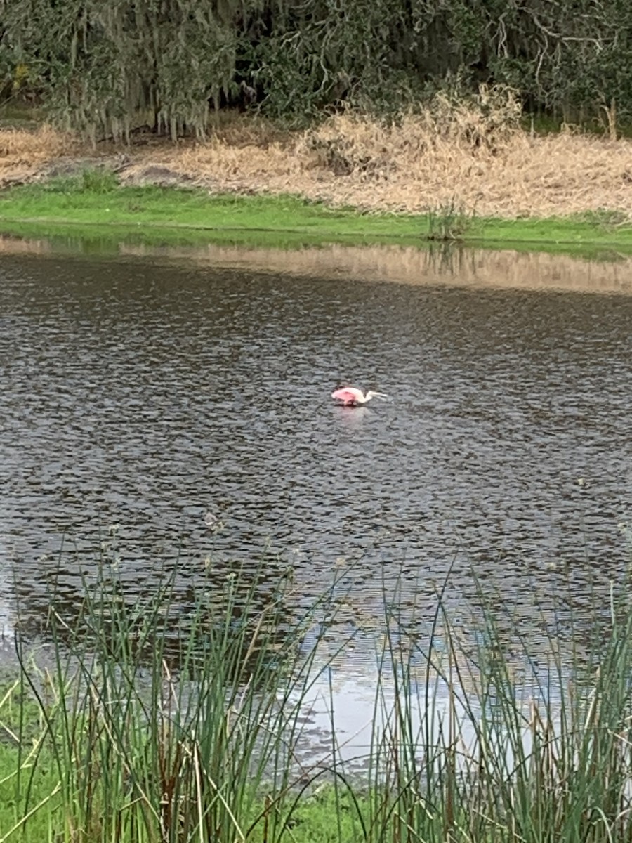 Roseate Spoonbill - ML646666965
