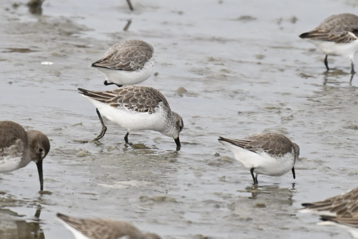 Gambecchio dell'Alaska - ML646666967