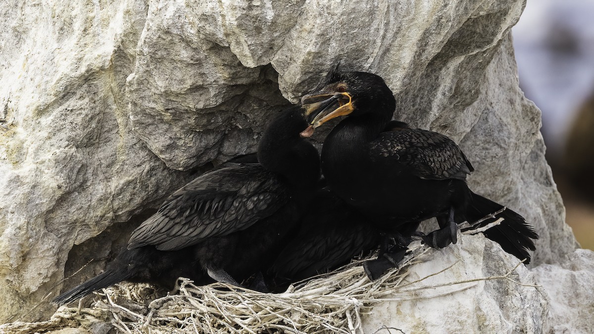 Crowned Cormorant - ML646666968