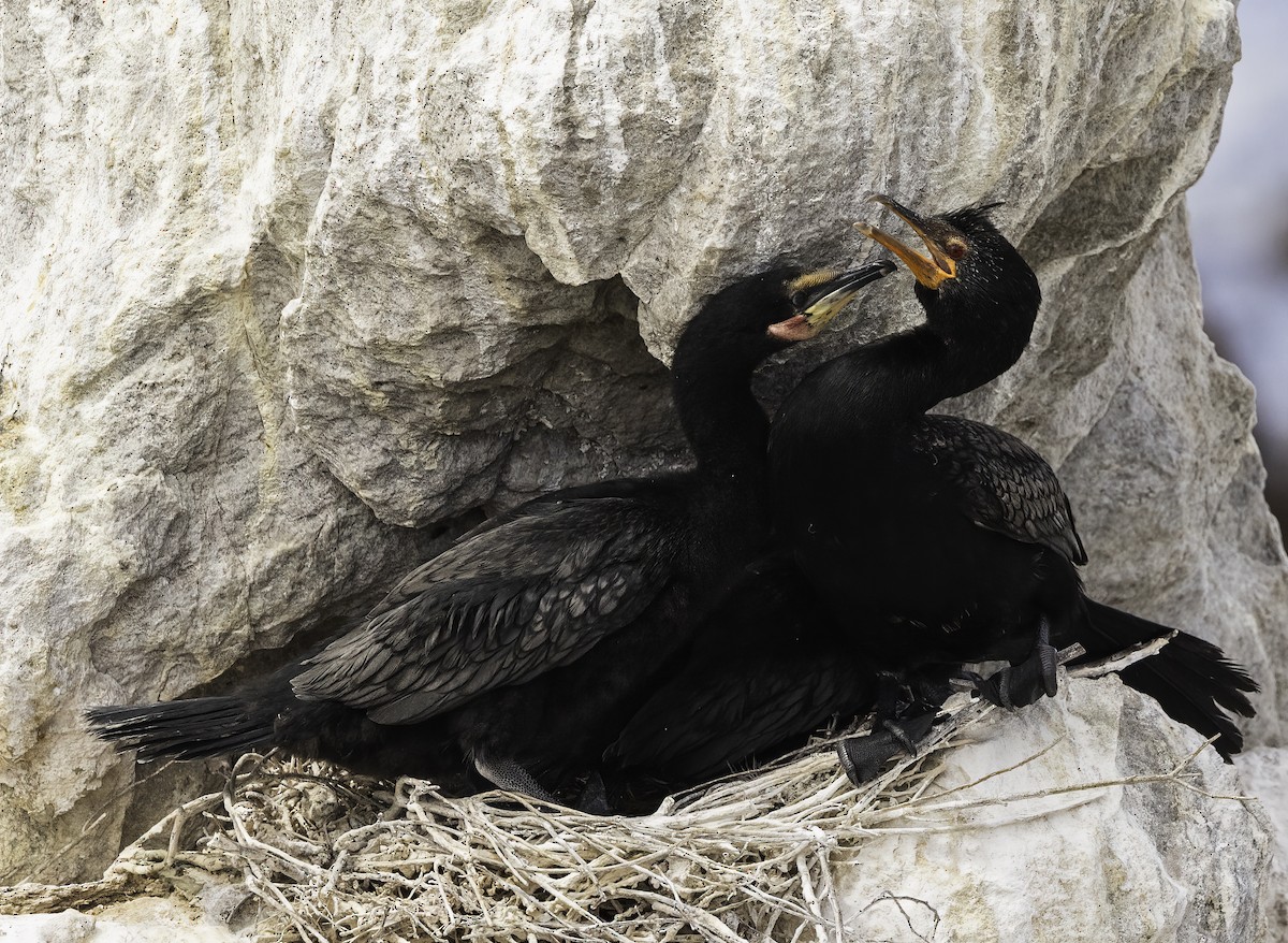 Crowned Cormorant - ML646666969