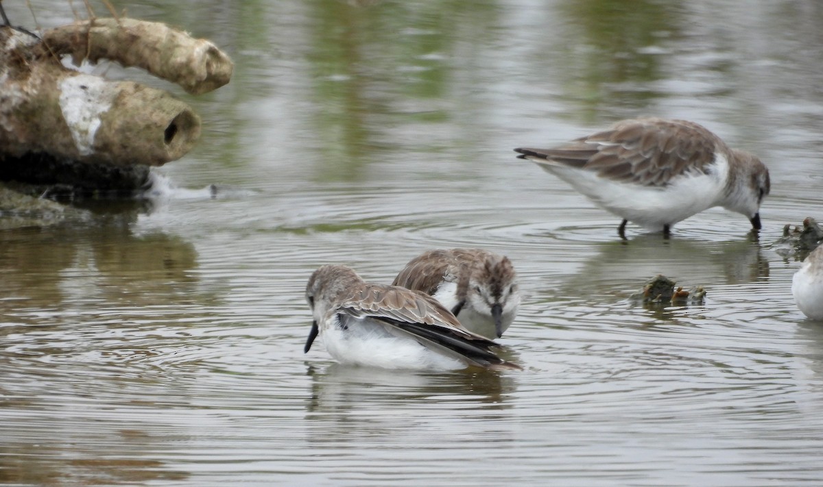 Semipalmated Sandpiper - ML646666970