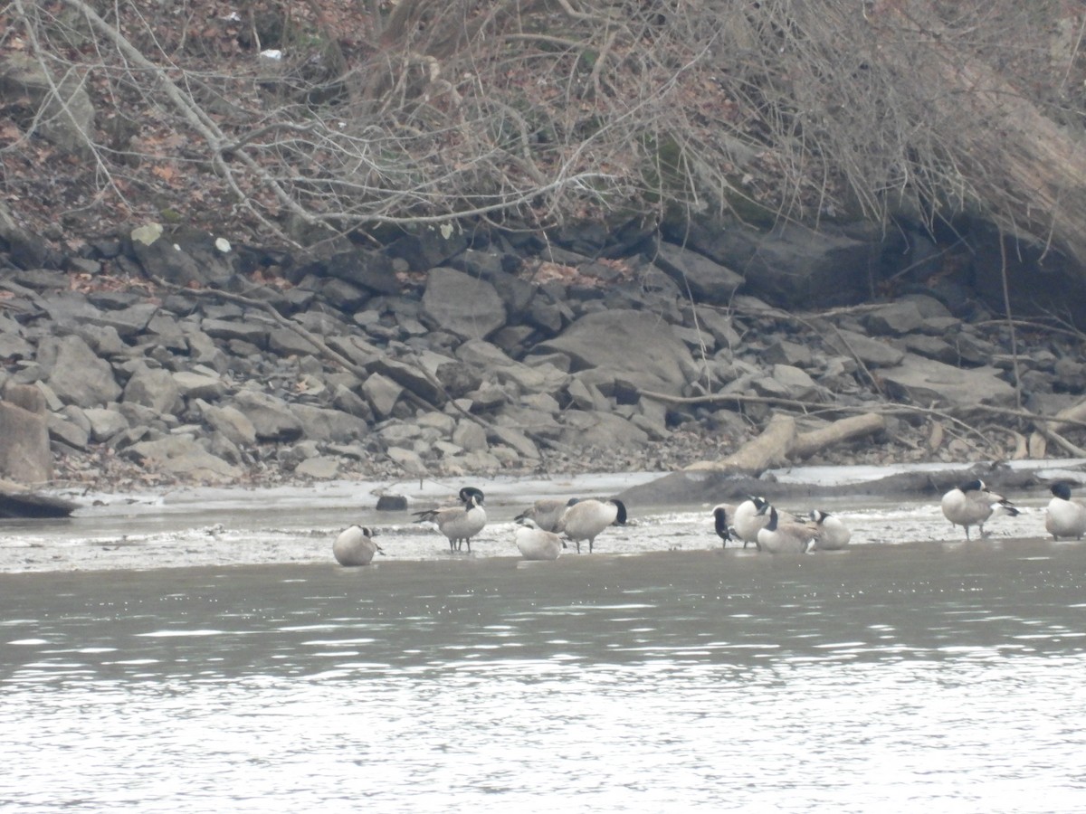 Oca canadese maggiore - ML646666971