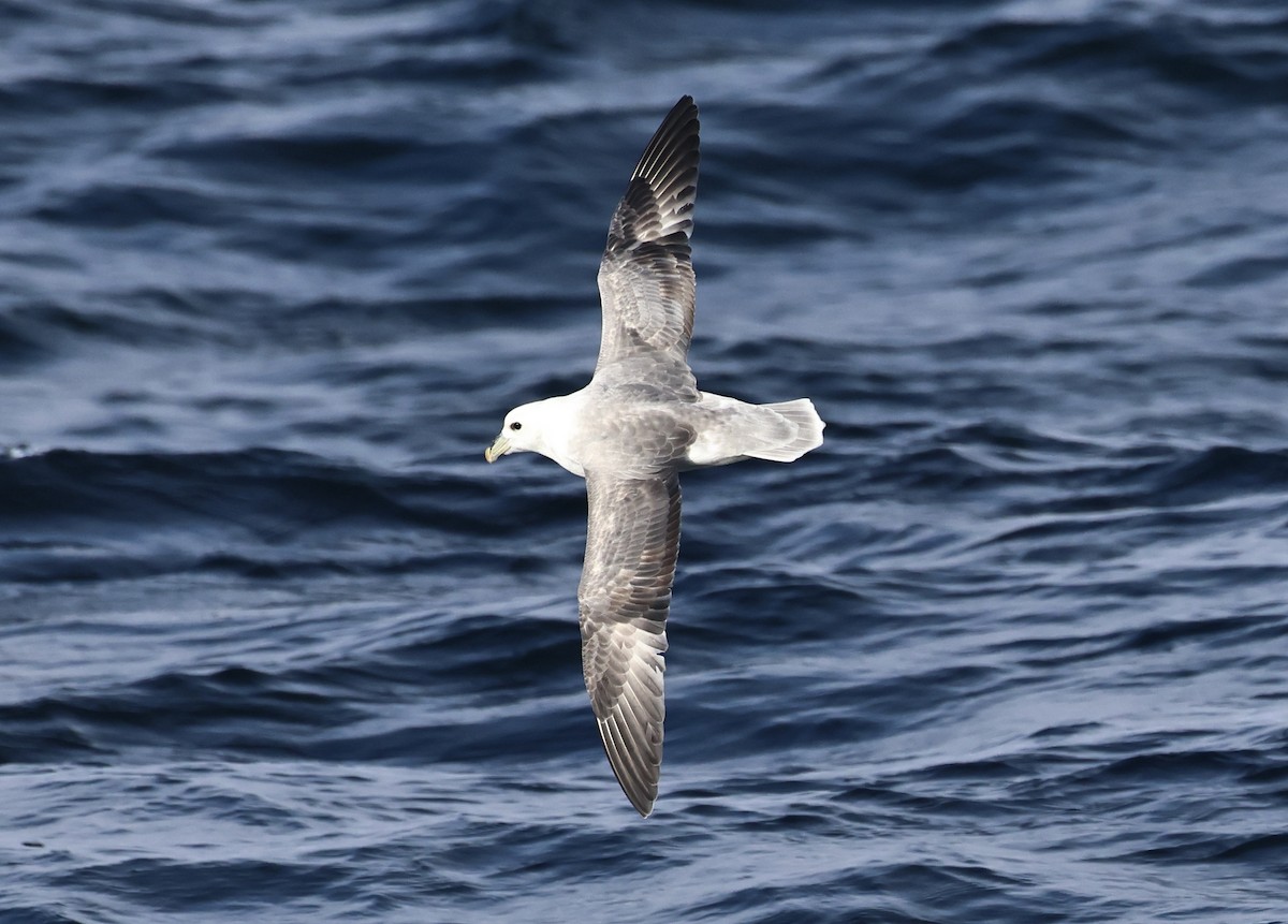 Fulmar boréal - ML646666975