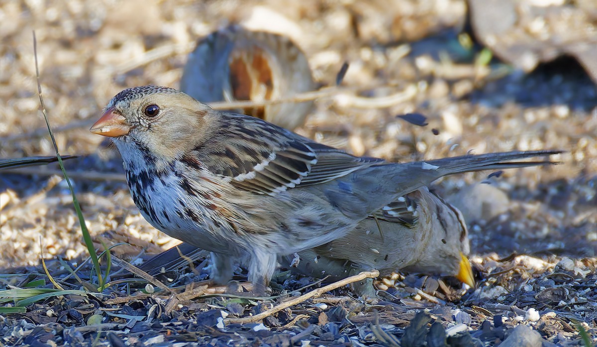 Harris's Sparrow - ML646666977