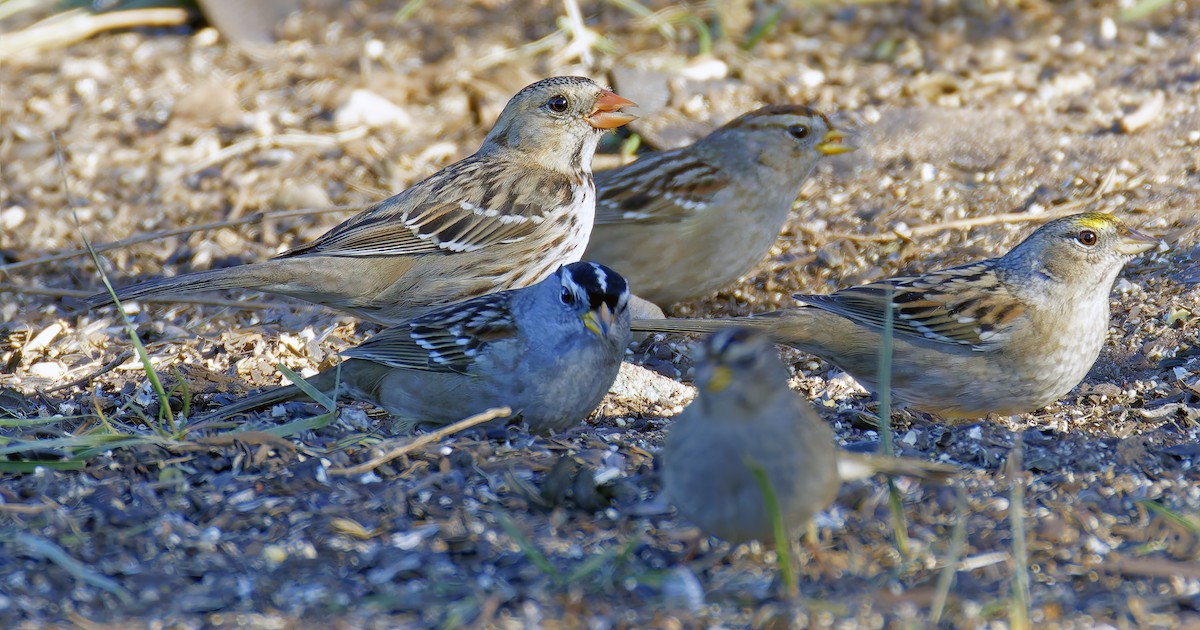 Harris's Sparrow - ML646666978