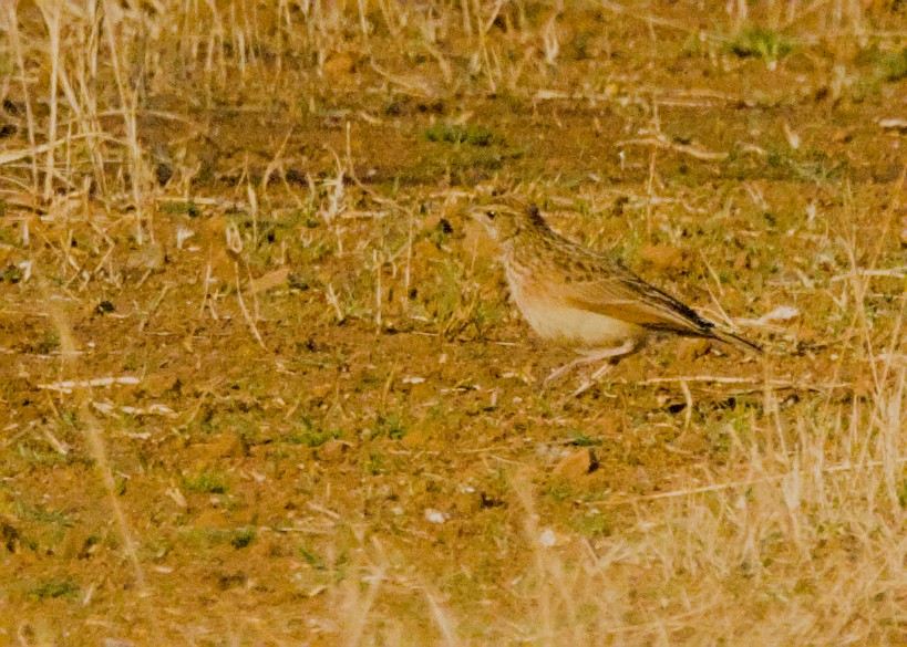 Spike-heeled Lark - ML646666979