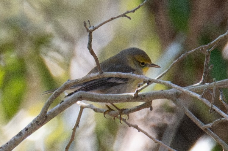 Сосновая древесница - ML646666980