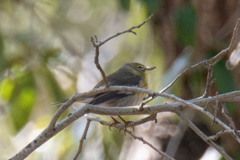 Сосновая древесница - ML646666981