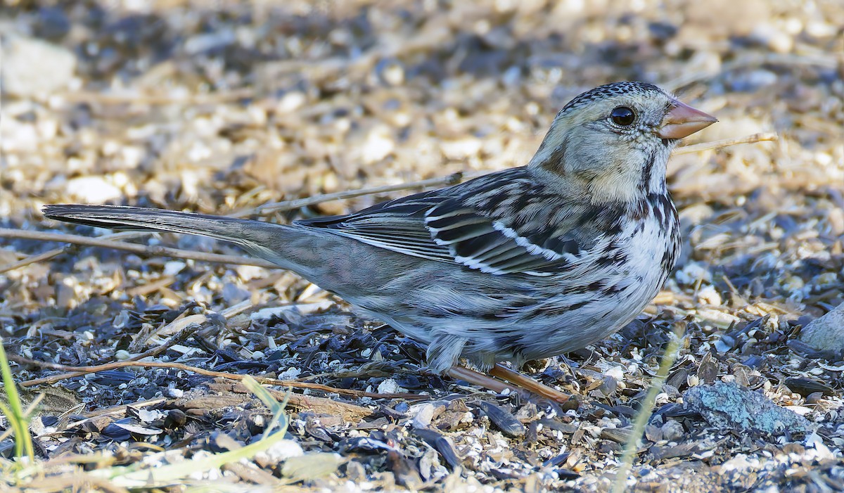 Harris's Sparrow - ML646666982