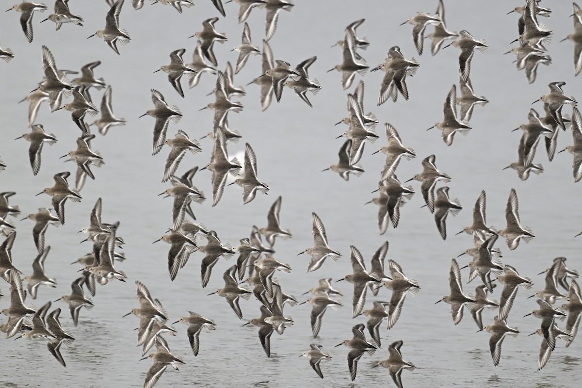 Alpenstrandläufer - ML646666983