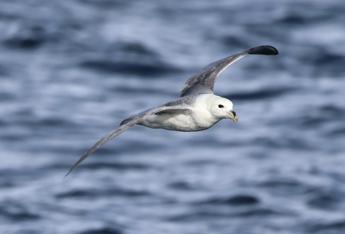 Fulmar boréal - ML646666984