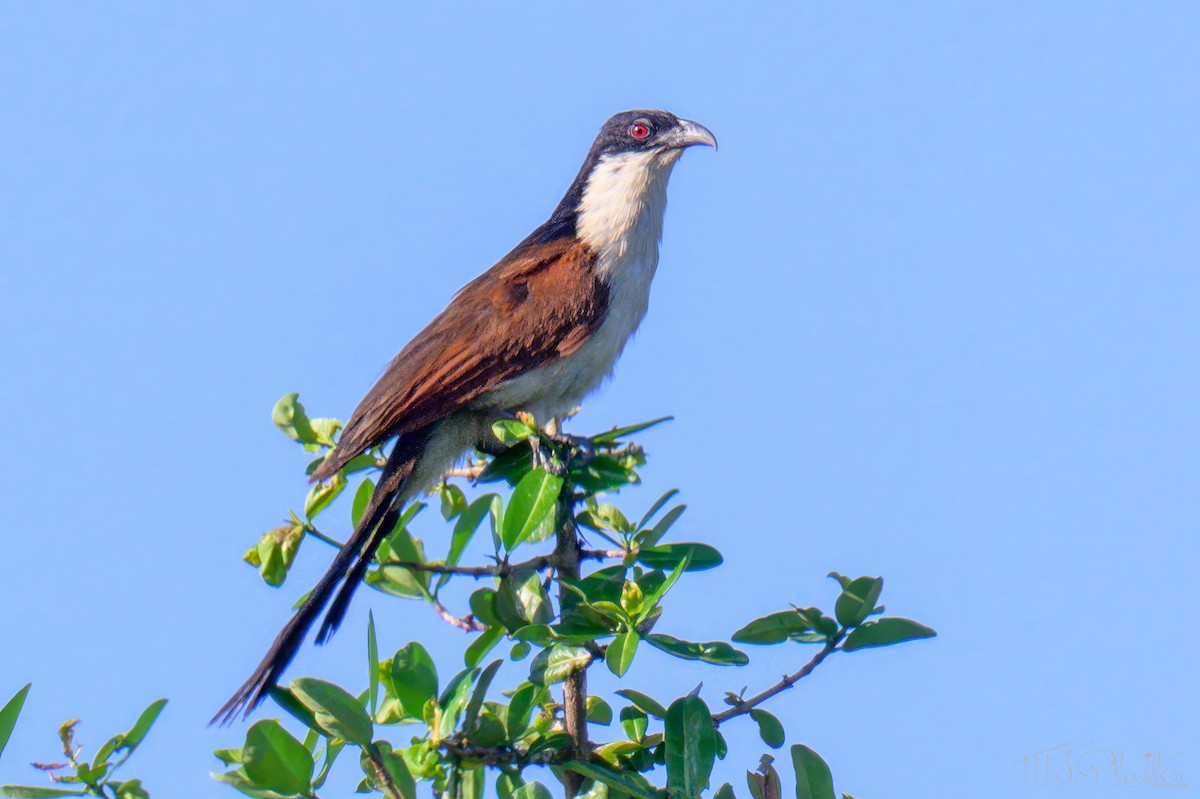Senegal Coucal - ML646666985