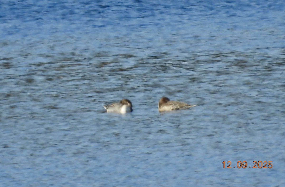 Codone - ML646666986