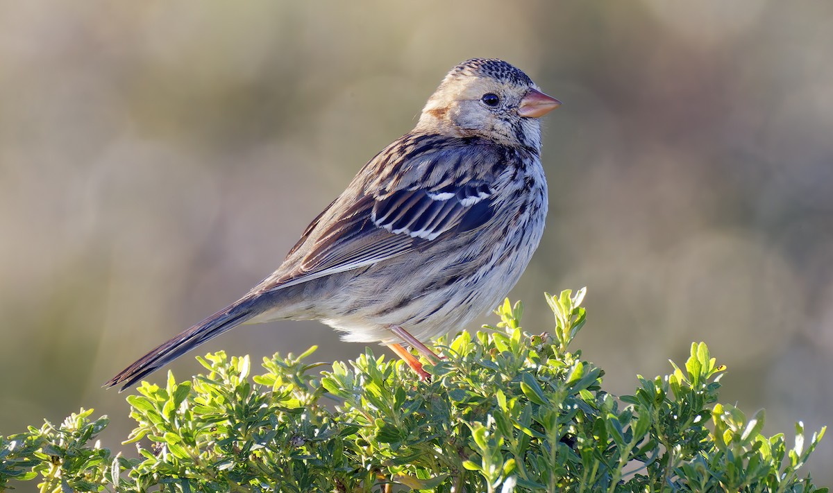 Harris's Sparrow - ML646666991