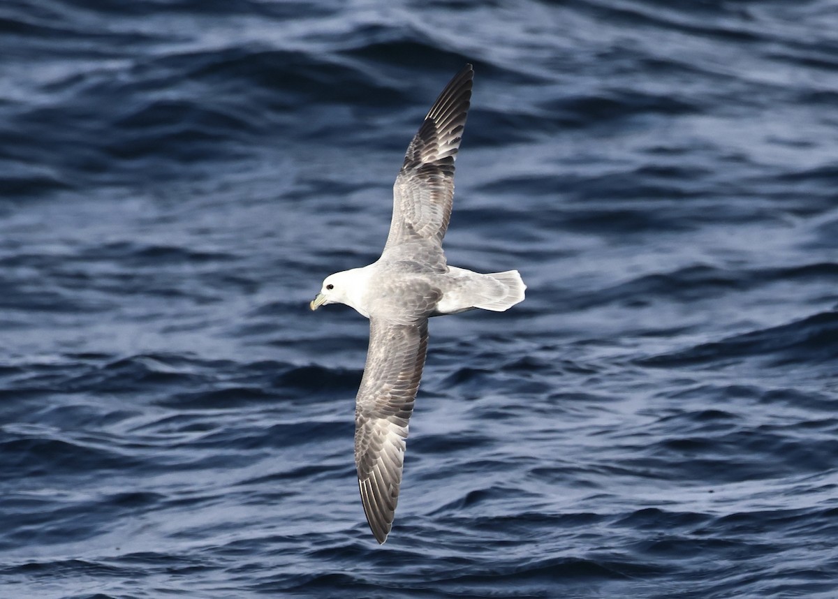 Fulmar boréal - ML646666995