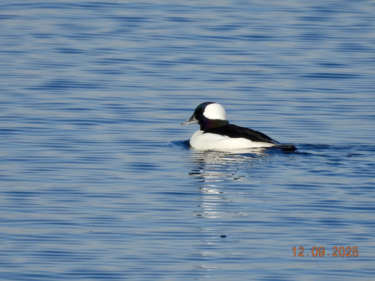 Bufflehead - ML646666996