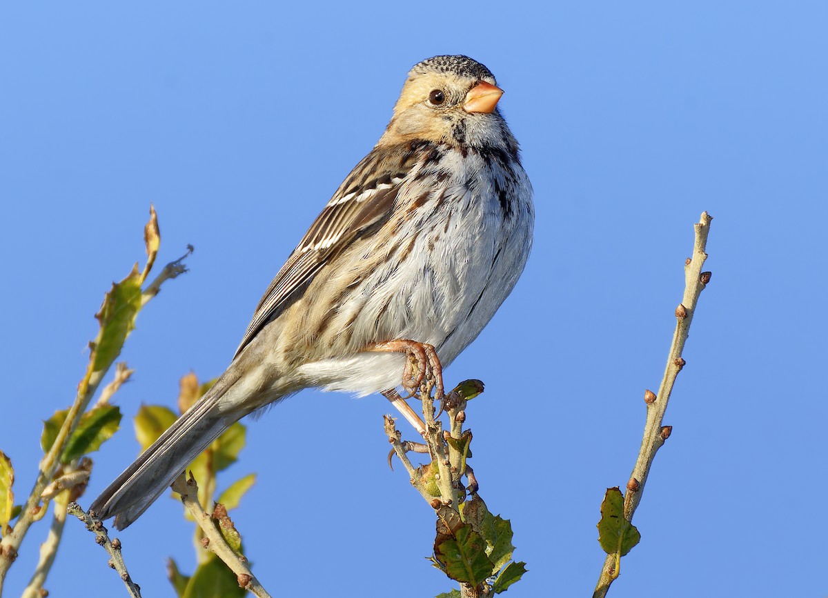 Harris's Sparrow - ML646666998