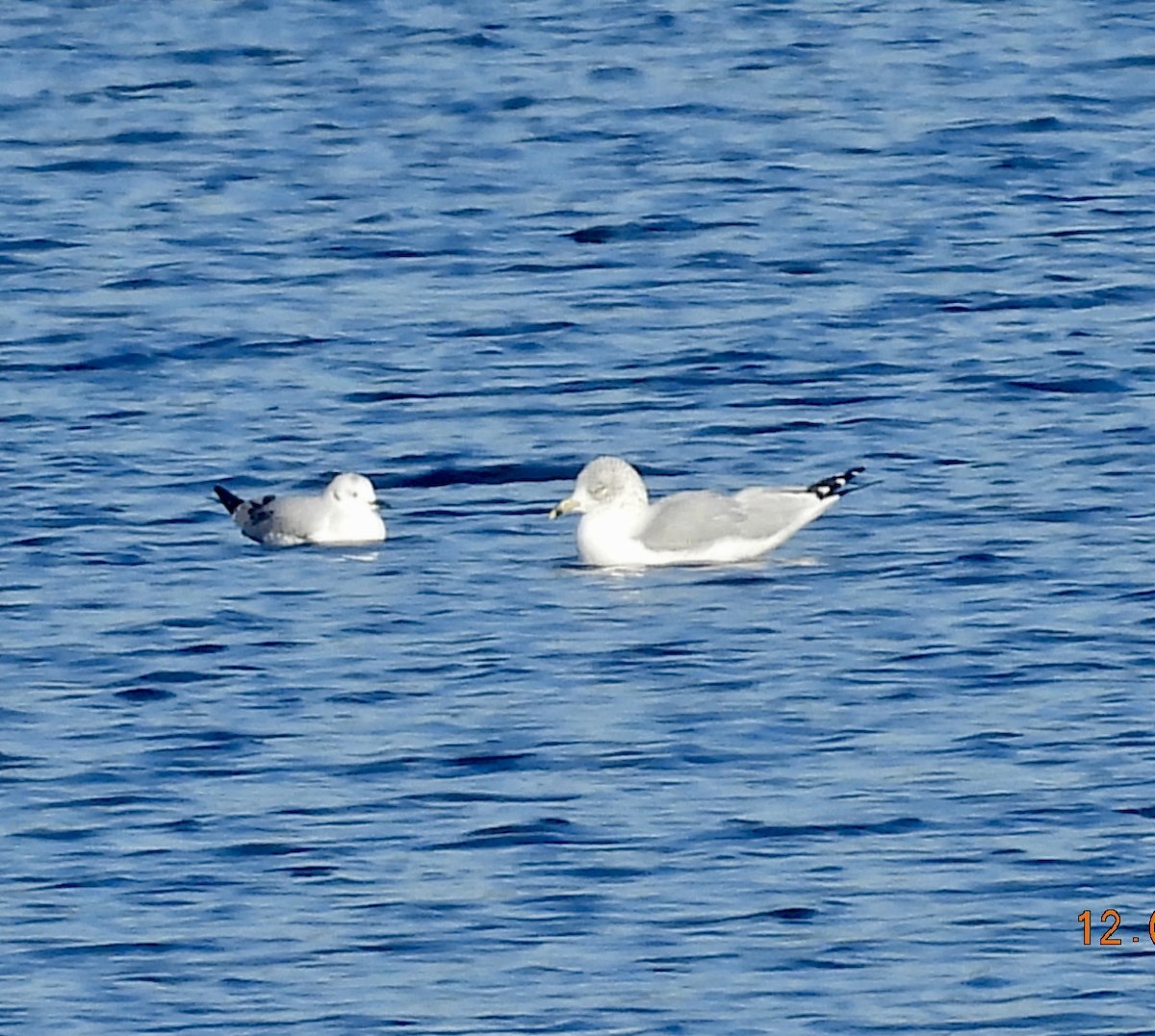 Gabbiano di Bonaparte - ML646667001