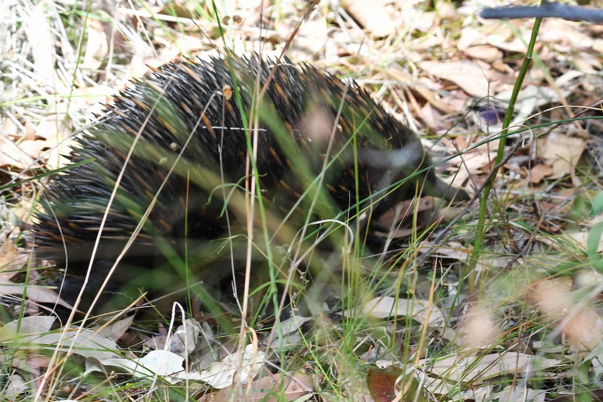 Echidna istrice - ML646667002