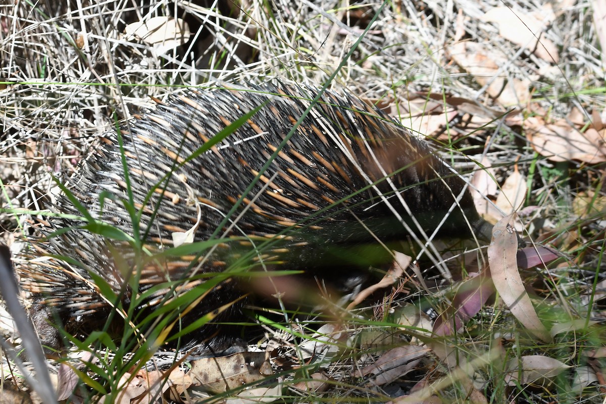 Echidna istrice - ML646667003