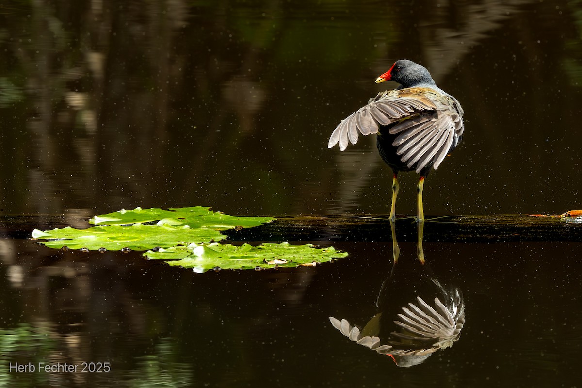 Gallineta Común - ML646667007