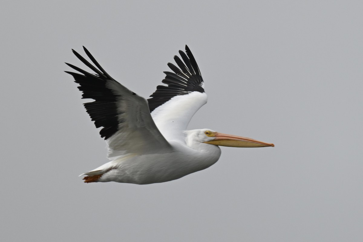 Nashornpelikan - ML646667008