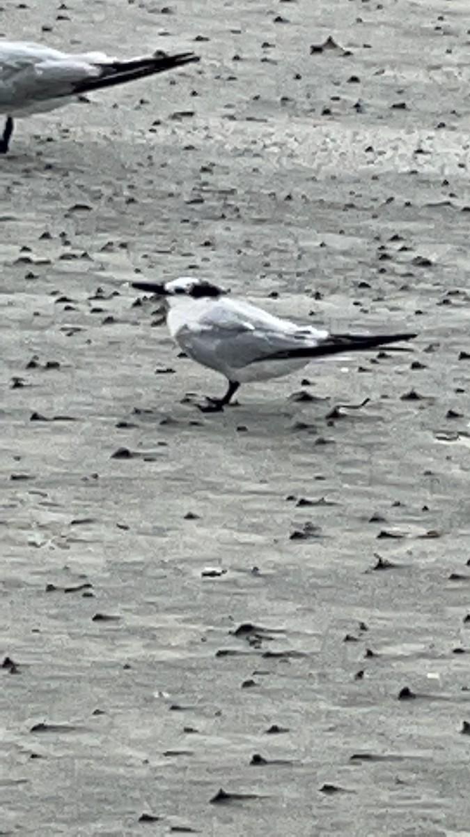 Brandseeschwalbe - ML646667009