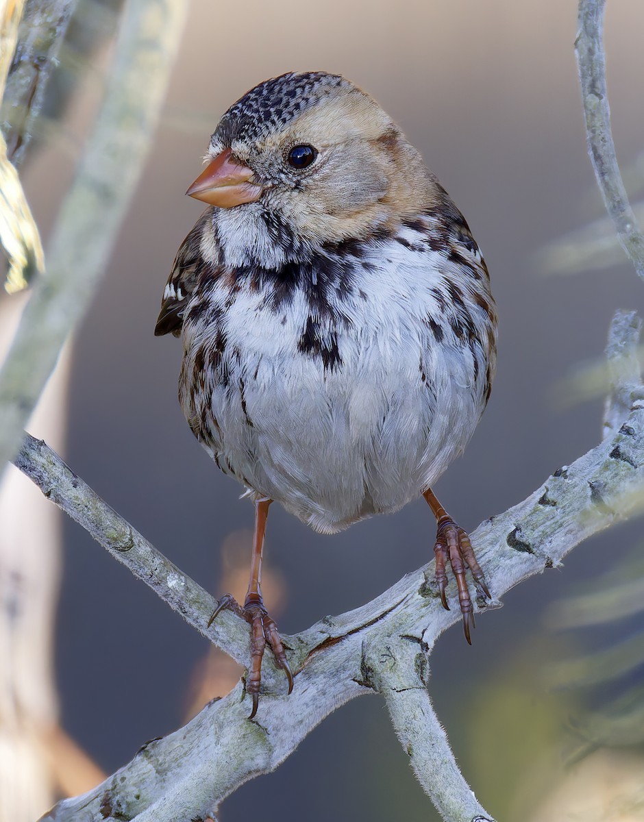 Harris's Sparrow - ML646667010