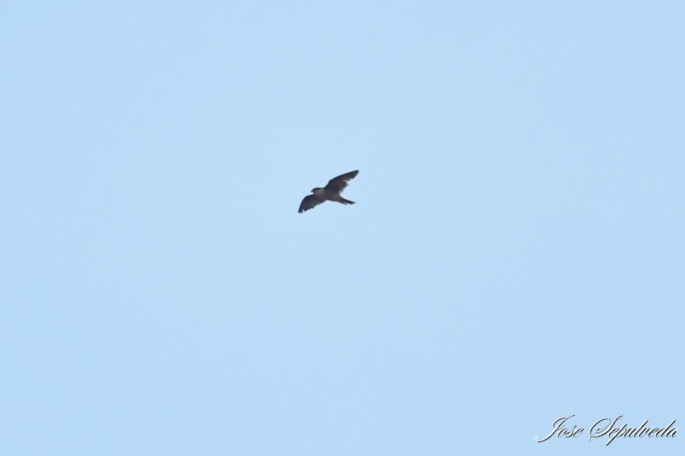 Peregrine Falcon - ML646667012