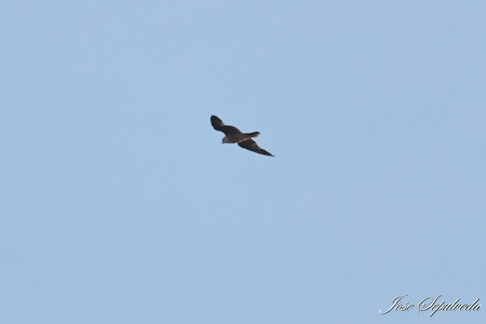 Peregrine Falcon - ML646667013