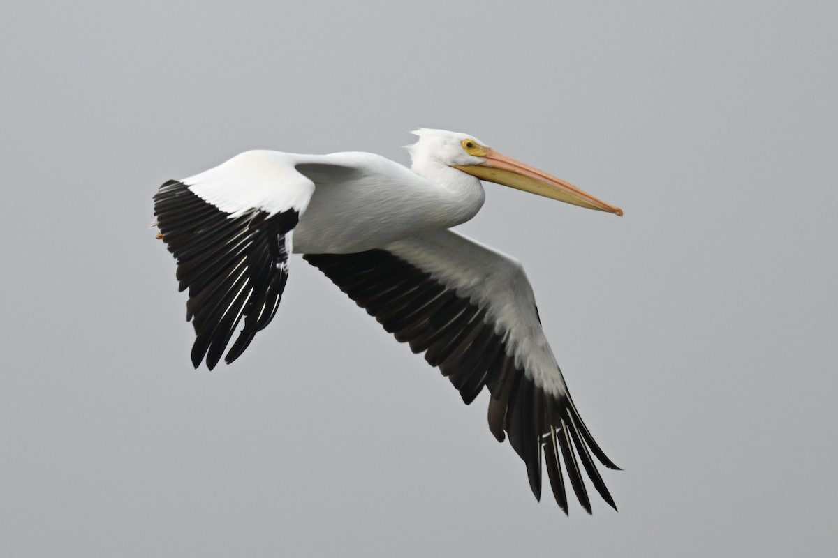 Nashornpelikan - ML646667015