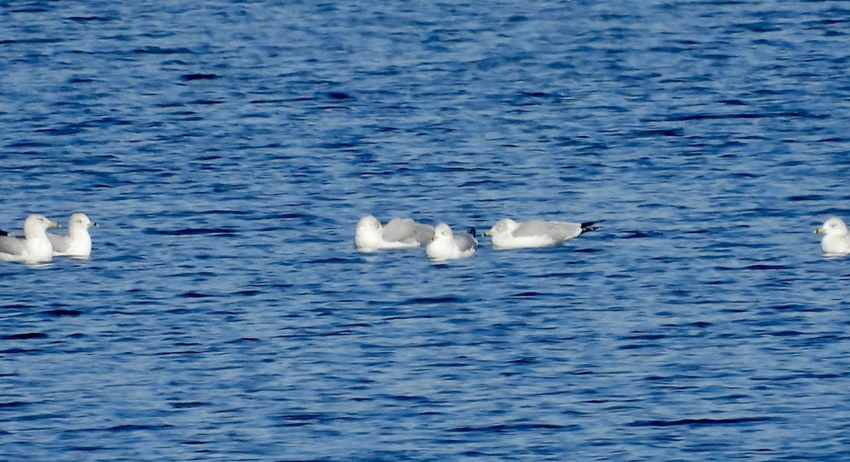 Gavina americana - ML646667016