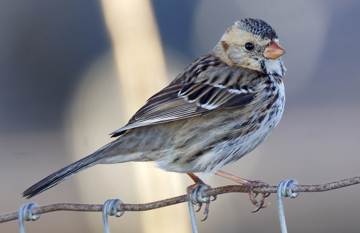 Harris's Sparrow - ML646667017