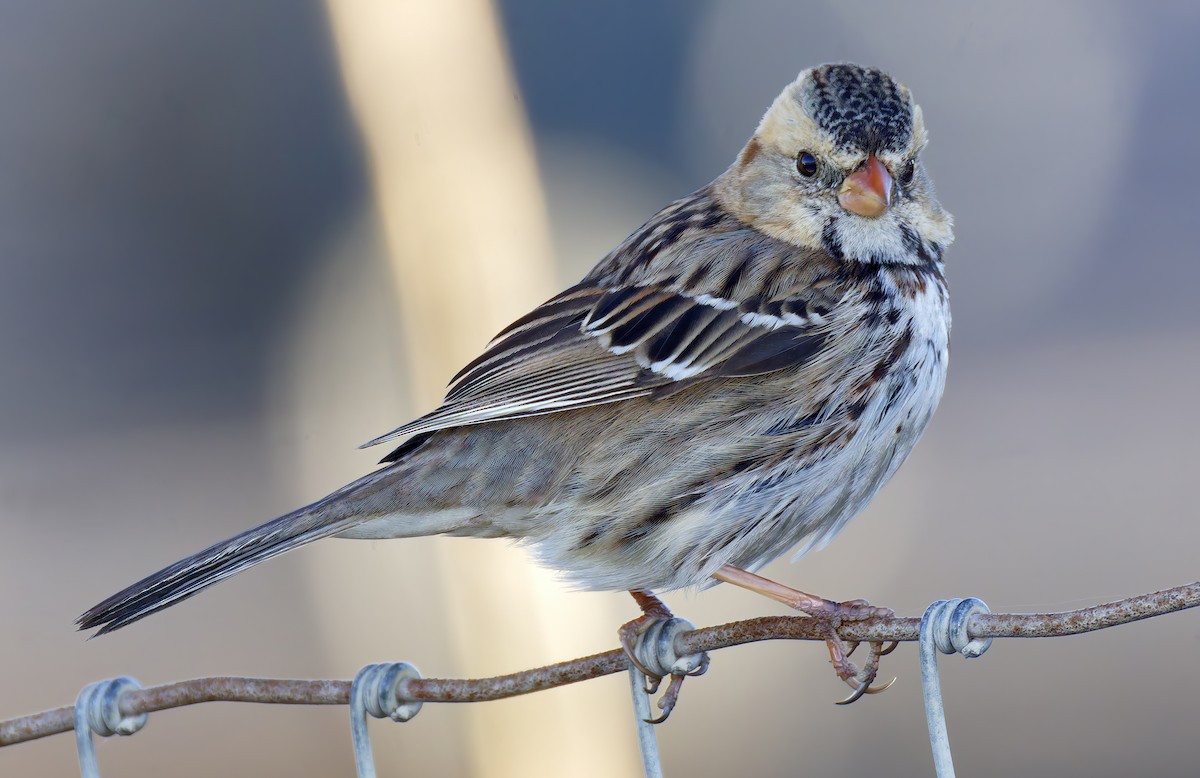 Harris's Sparrow - ML646667018