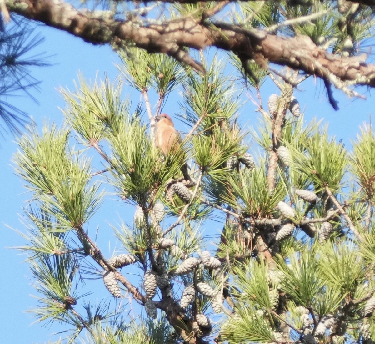 Red Crossbill - ML646667019