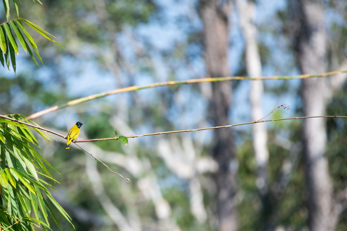 Black-headed Bulbul - ML646667025
